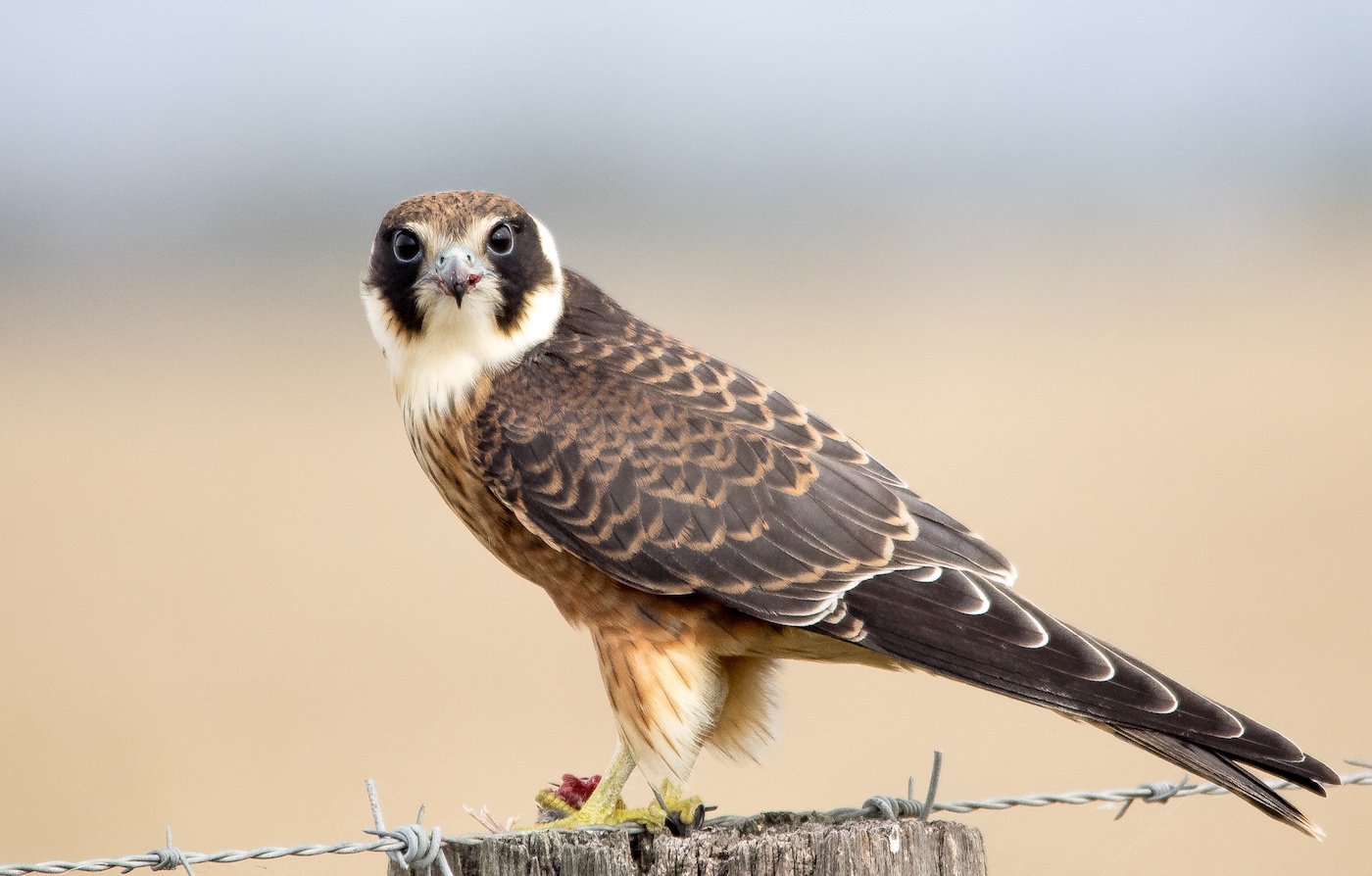 Australian Hobby Birds In Backyards